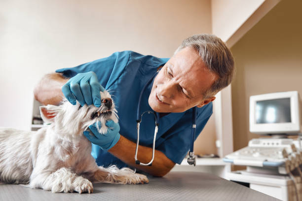Best 24-Hour Emergency Dental Care in Foreman, AR
